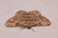 Peribatodes rhomboidaria rhomboidaria