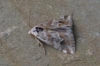 Eublemma candidana