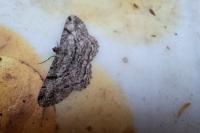 Peribatodes rhomboidaria rhomboidaria