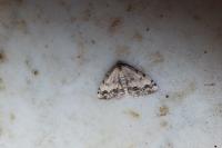 Scopula decorata