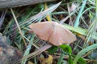 Cyclophora puppillaria