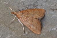 Anania testacealis
