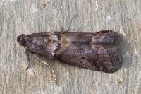 Acrobasis consociella