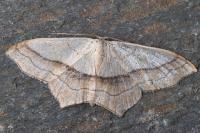 Scopula imitaria