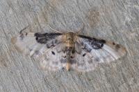 Idaea filicata