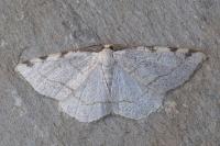 Stegania trimaculata