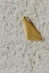 Rhodometra sacraria
