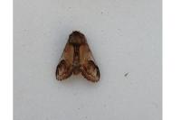 Notodonta ziczac