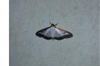 Cydalima perspectalis