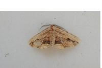 Menophra abruptaria