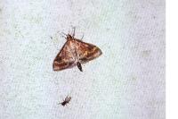 Ostrinia nubilalis