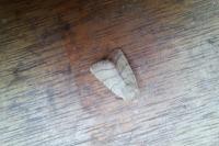 Charanyca trigrammica