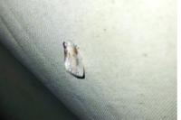 Cilix glaucata/hispanica