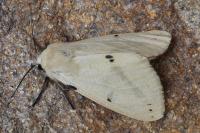 Spilarctia lutea
