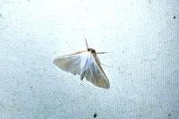 Palpita vitrealis