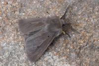 Diaphora mendica