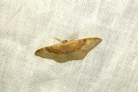 Idaea degeneraria
