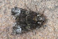 Craniophora ligustri