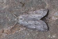 Pachycnemia hippocastanaria hippocastanaria
