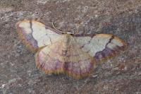 Idaea ostrinaria