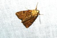 Mesoligia furuncula