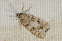 Scoparia