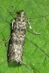 Dioryctria abietella