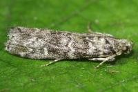 Dioryctria abietella