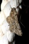 Peribatodes rhomboidaria rhomboidaria