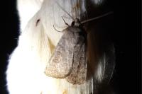 Hoplodrina