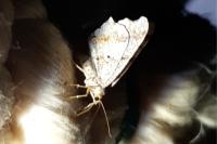 Macaria