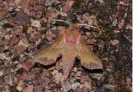 Deilephila porcellus