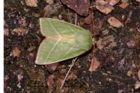 Pseudoips prasinanus
