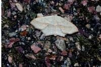 Scopula imitaria