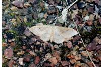 Idaea rubraria