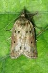 Nycteola revayana