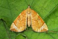 Eulithis testata