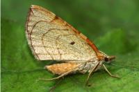 Eulithis testata