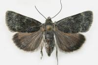 Orenaia helveticalis