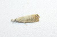Chrysoteuchia culmella