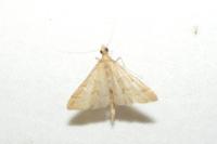 Dolicharthria punctalis