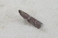 Cryptoblabes gnidiella