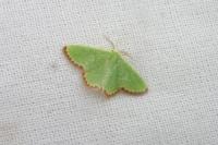 Eucrostes indigenata