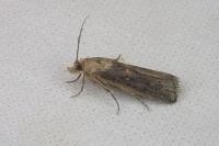 Isauria dilucidella