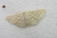 Scopula minorata