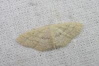 Scopula minorata