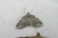 Tephronia lhommaria