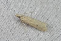 Coenochroa ablutella