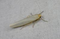 Eilema caniola