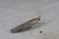 Epischnia prodromella